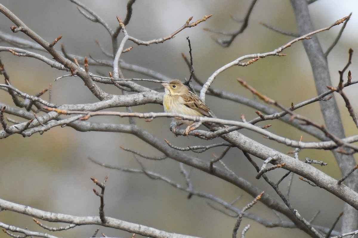 Arrocero - ML646542778