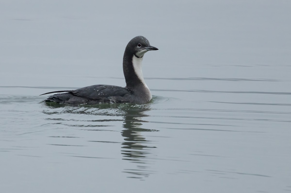 potáplice pacifická - ML646542779