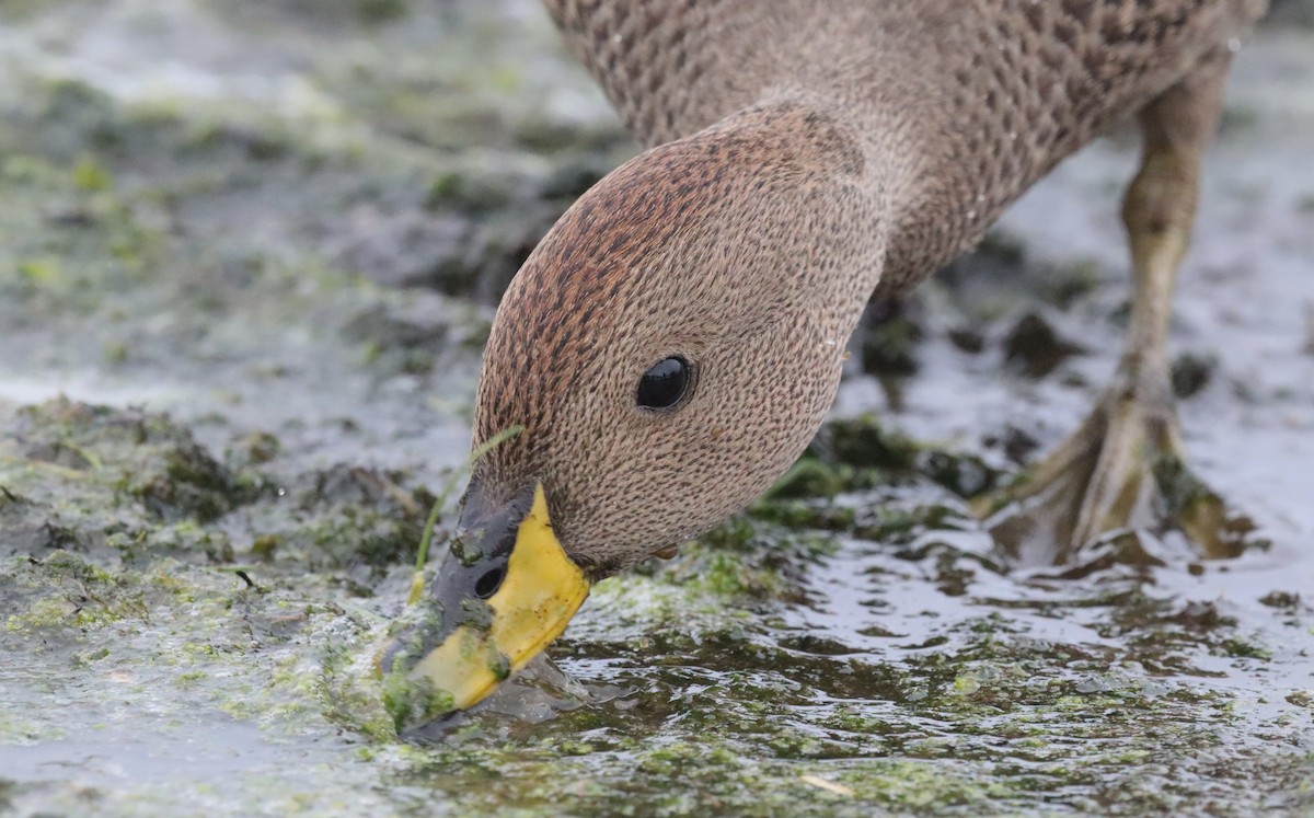 Sarı Gagalı Kılkuyruk (georgica) - ML646542782