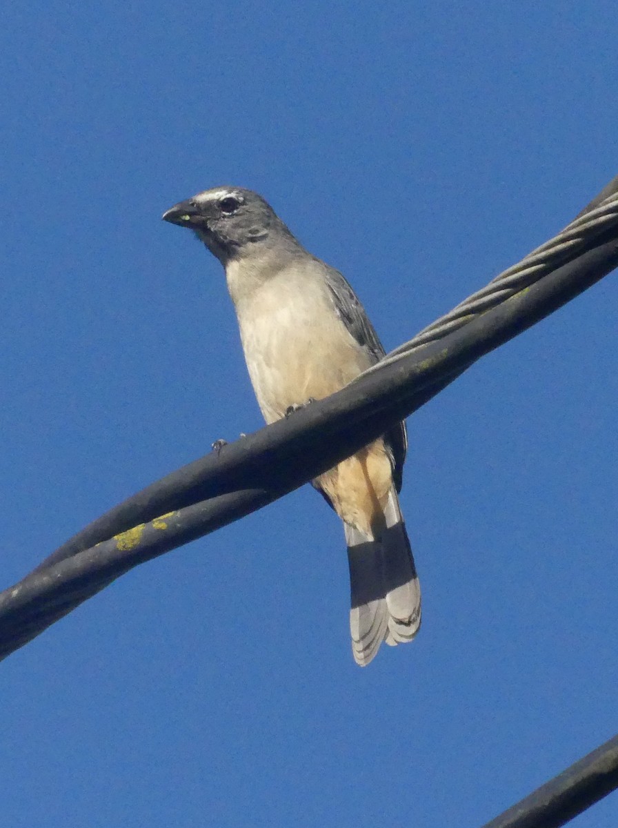 Olive-gray Saltator - ML646542785