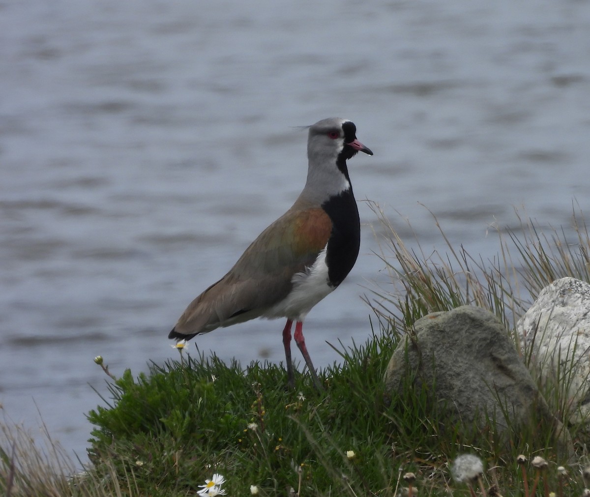 Southern Lapwing - ML646542786