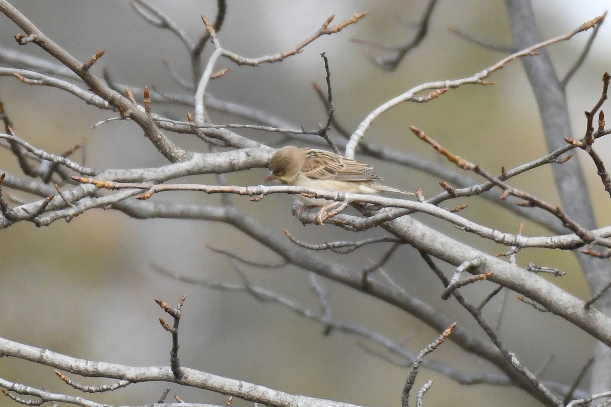 Arrocero - ML646542787