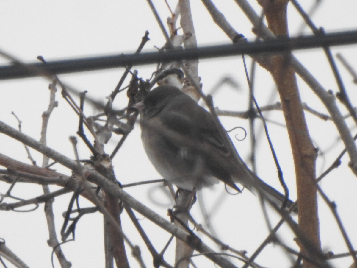 Dark-eyed Junco - ML646542788