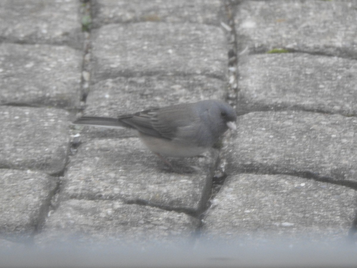 Dark-eyed Junco - ML646542789
