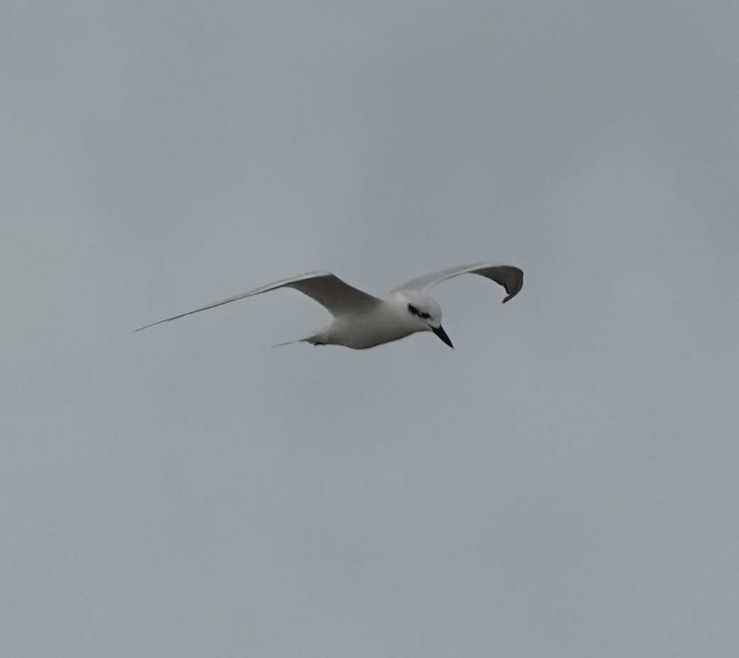 sandterne - ML646542790