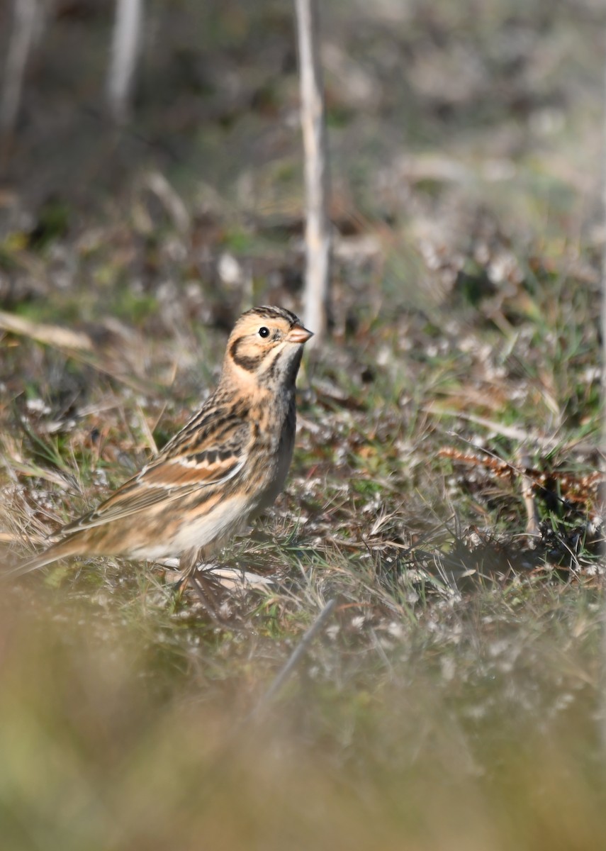 Lapland Longspur - ML646542791