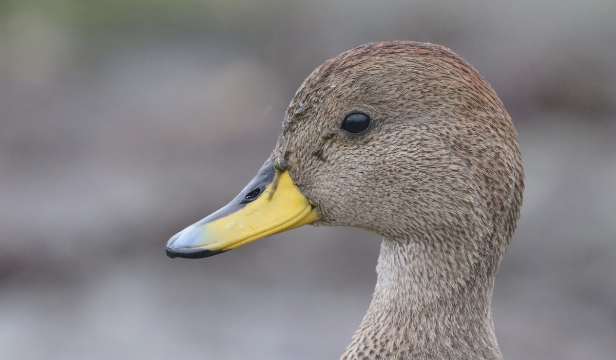 Sarı Gagalı Kılkuyruk (georgica) - ML646542792