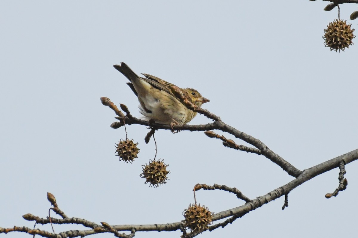 Arrocero - ML646542794