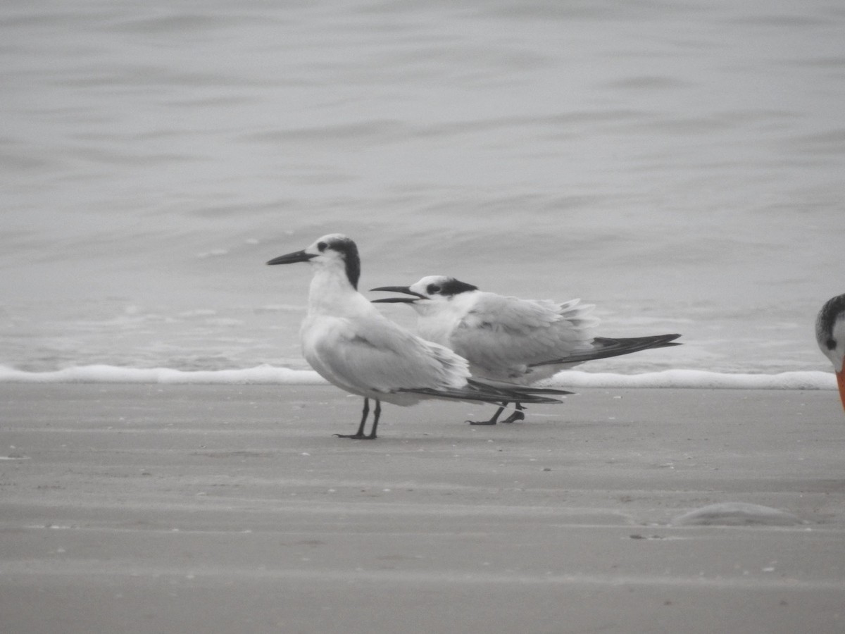 Sandwich Tern - ML646542795