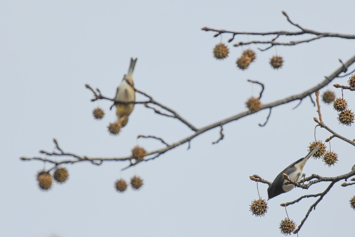 Arrocero - ML646542796