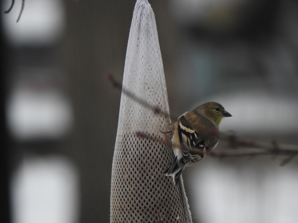 American Goldfinch - ML646542797