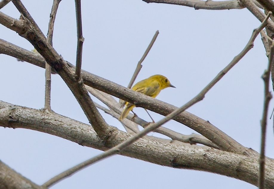Northern Yellow Warbler - ML646542799