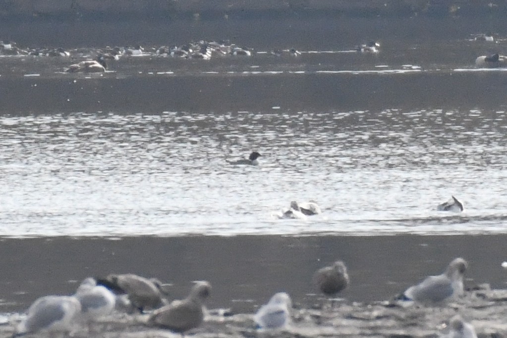 Serreta Grande (americana) - ML646542803