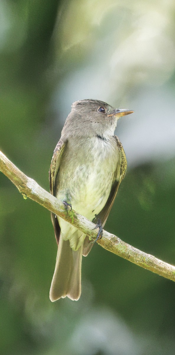Eastern Wood-Pewee - ML646542804