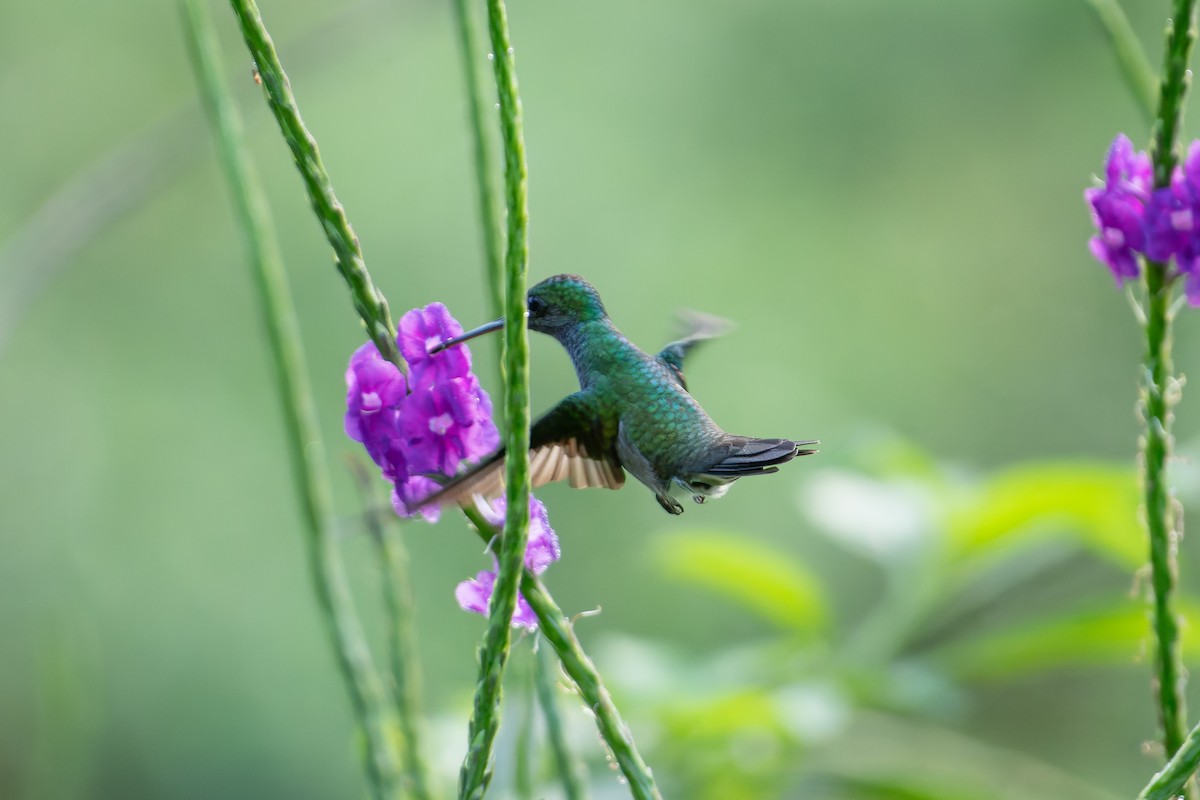 Charming Hummingbird - ML646542805