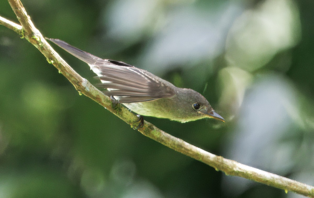 Eastern Wood-Pewee - ML646542806