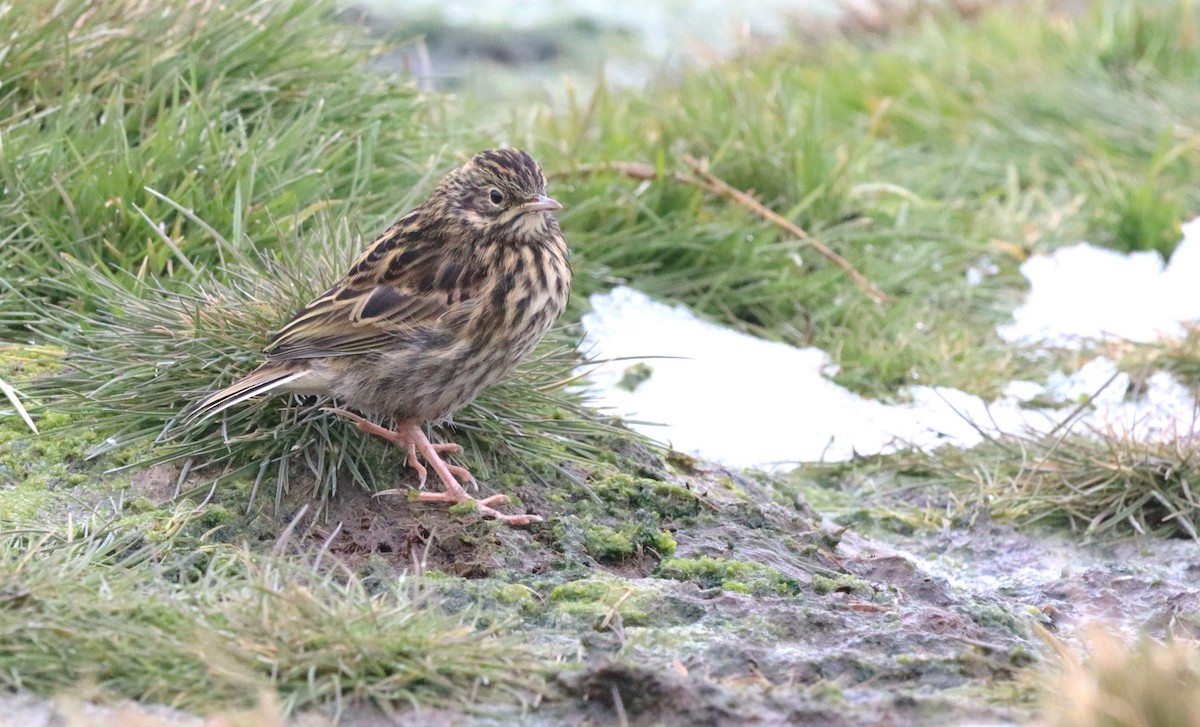 Büyük İncirkuşu - ML646542807