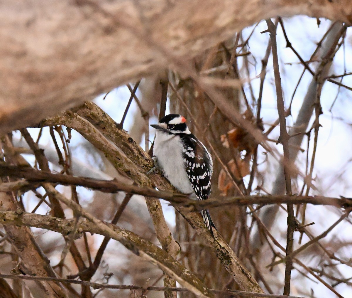 Downy Woodpecker - ML646542810