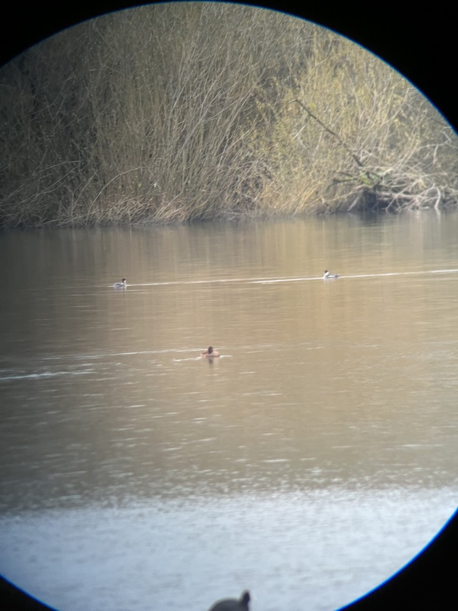 morčák malý - ML646542813