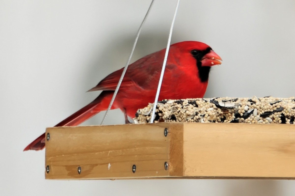 Northern Cardinal - ML646542817