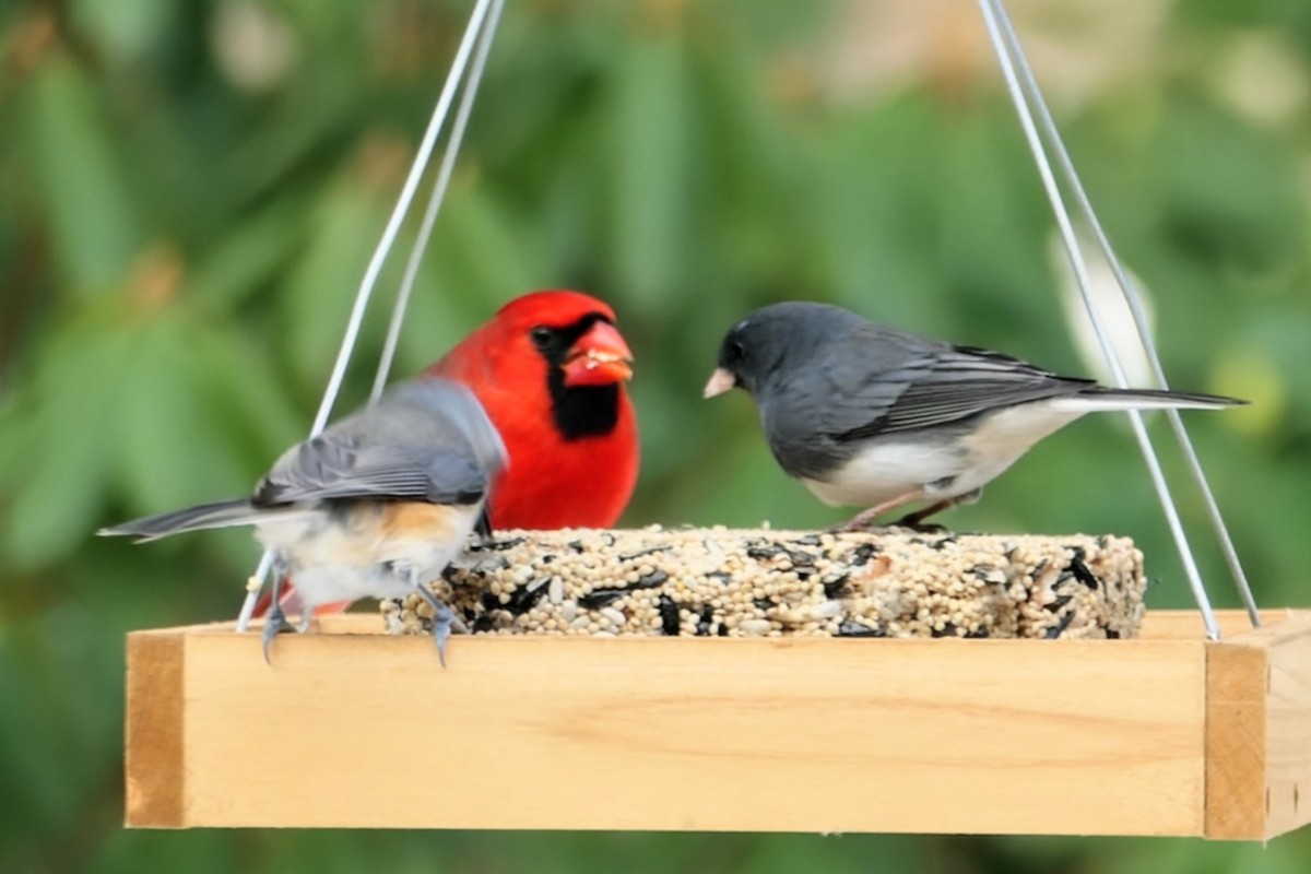 Northern Cardinal - ML646542818
