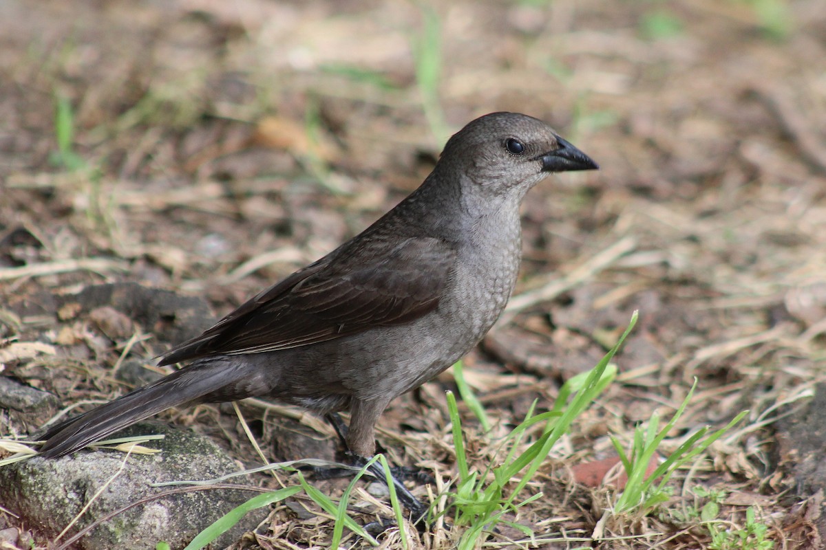 Shiny Cowbird - ML646542819