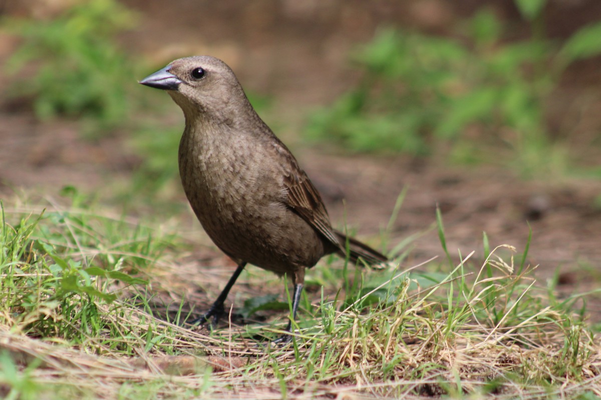 Shiny Cowbird - ML646542820