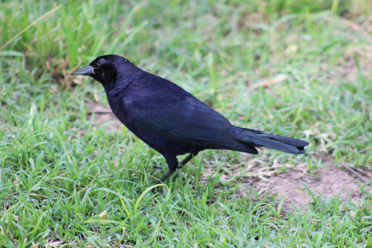 silketrupial - ML646542821