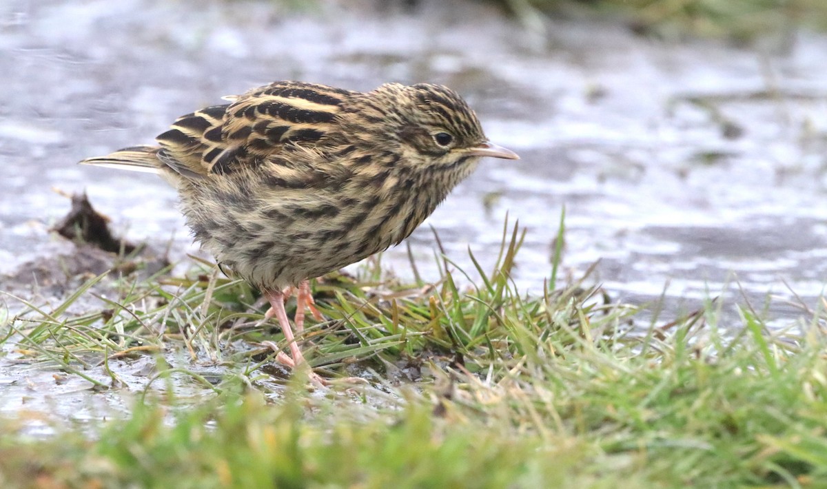 sørgeorgiapiplerke - ML646542823