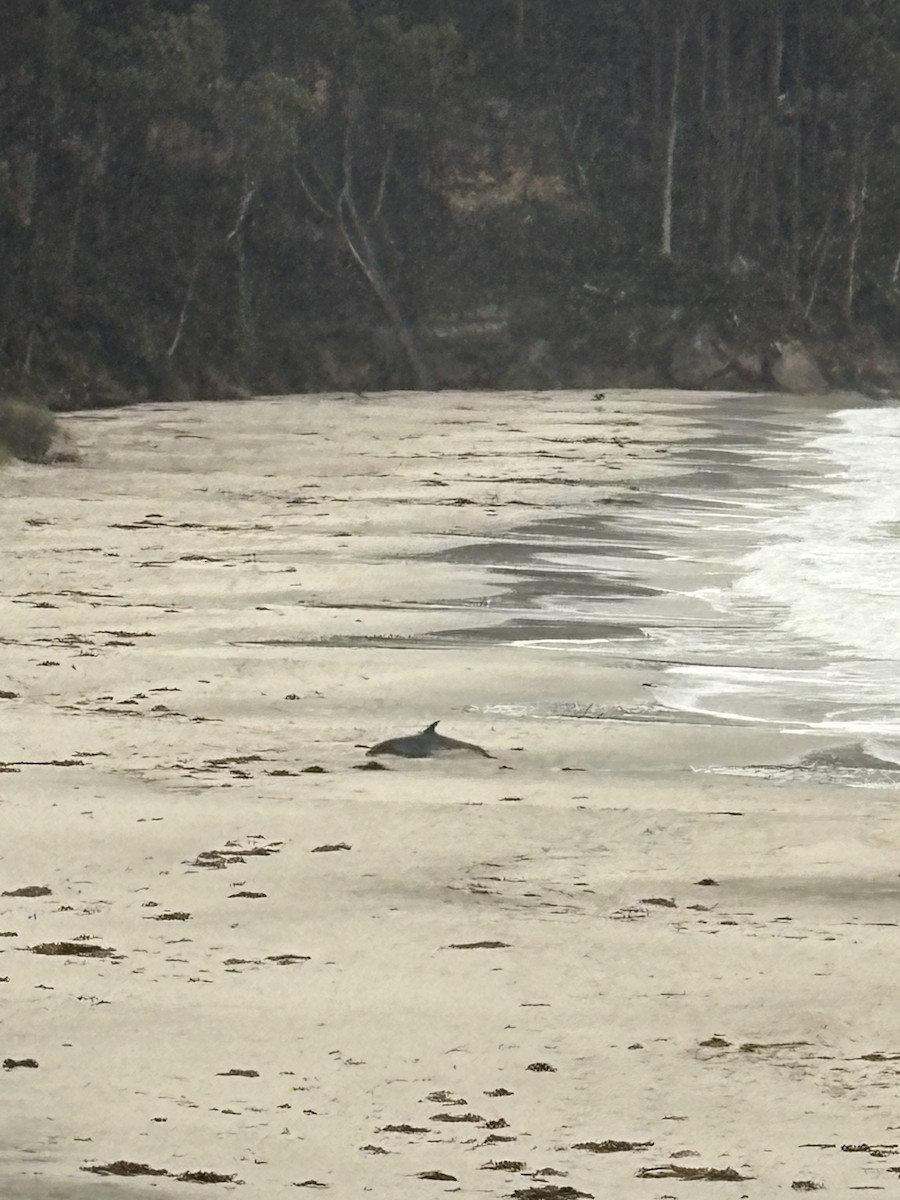 Oceanic Dolphins - ML646542825