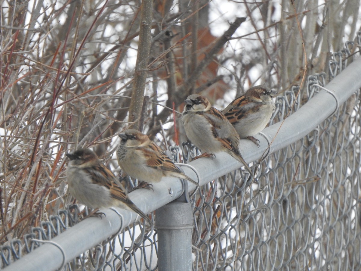 Etxe-txolarrea - ML646542827