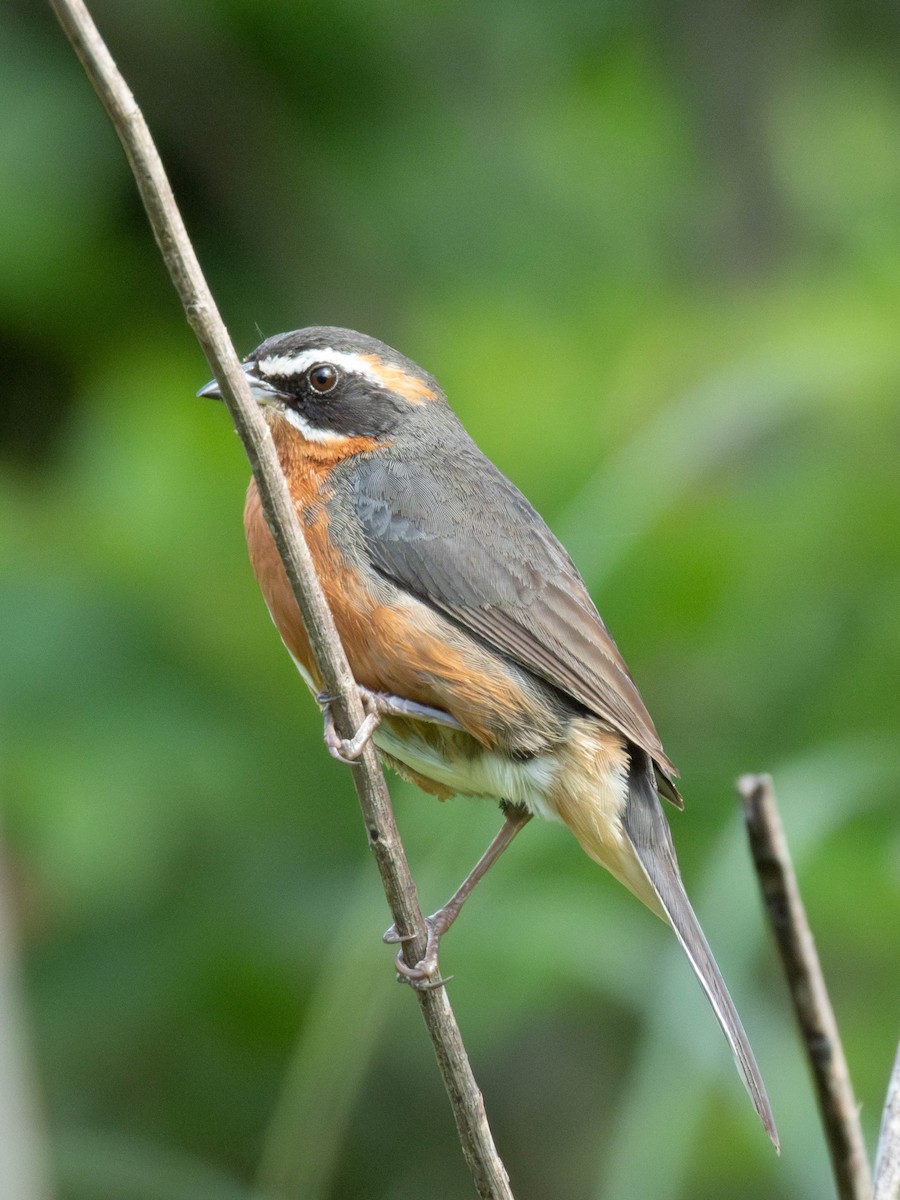 Black-and-rufous Warbling Finch - ML646542828