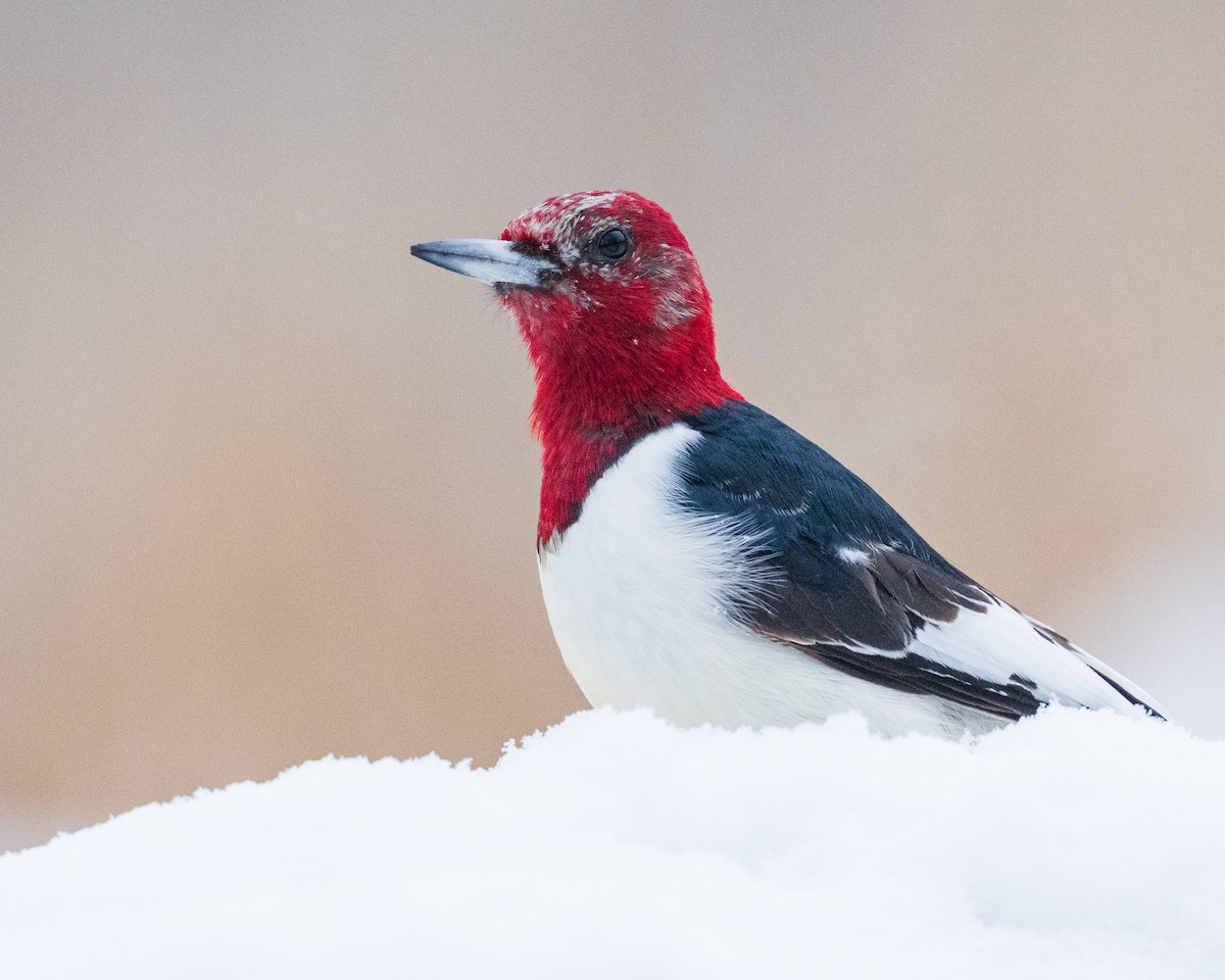Red-headed Woodpecker - ML646542829