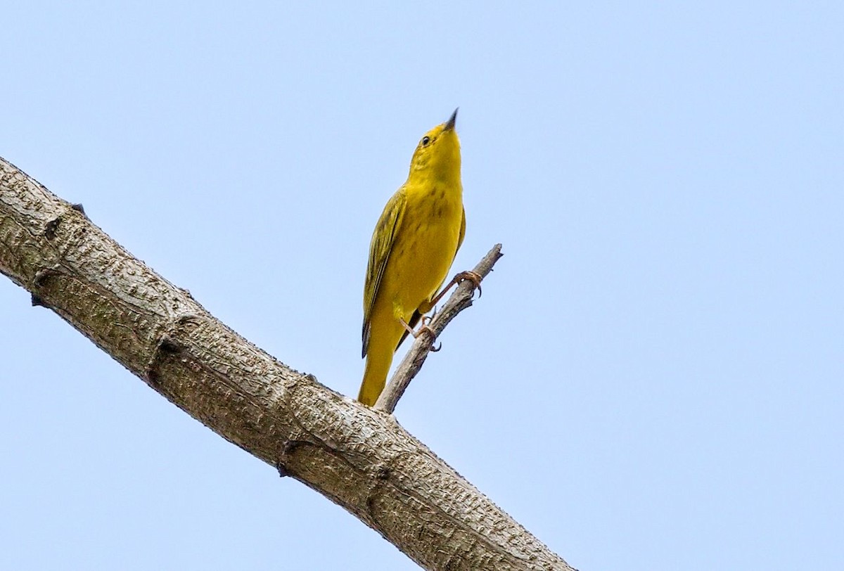 Northern Yellow Warbler - ML646542830
