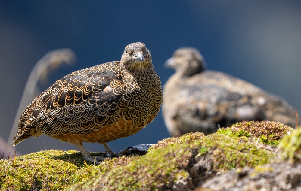 Attagis de Gay - ML646542832