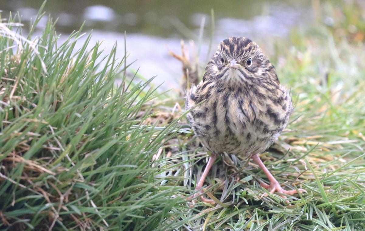 sørgeorgiapiplerke - ML646542834