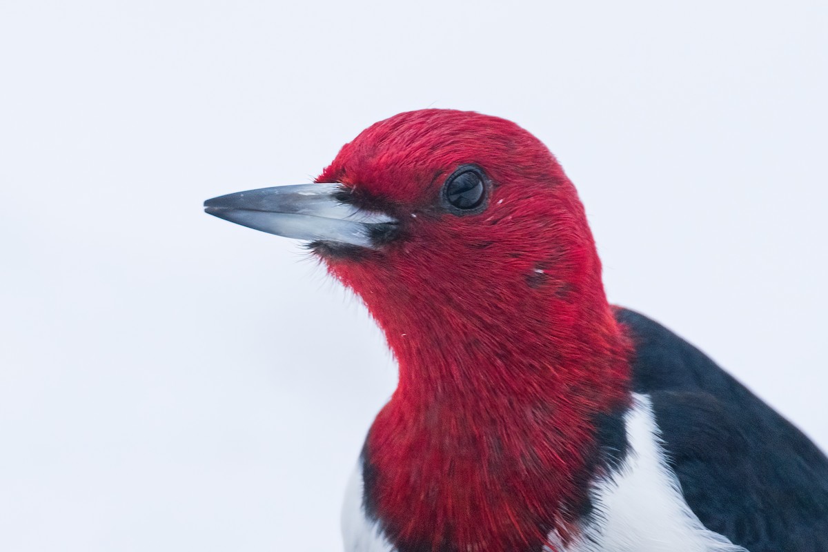 Red-headed Woodpecker - ML646542835