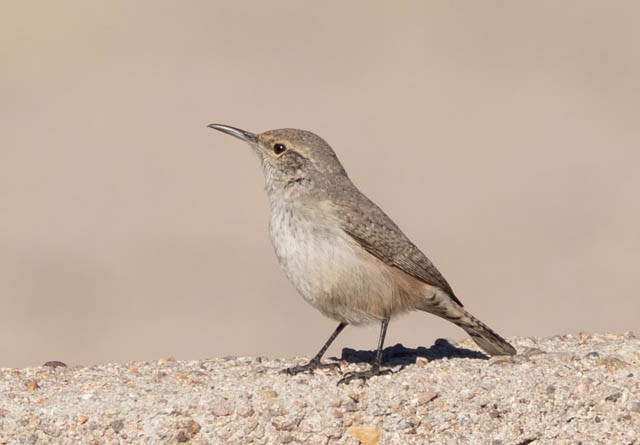 steinursmett - ML646542837