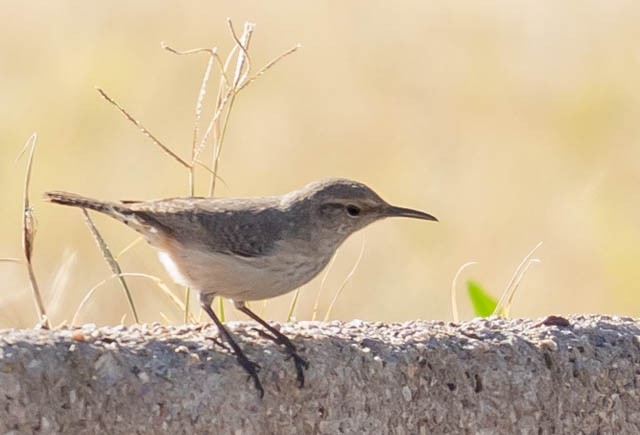 steinursmett - ML646542838