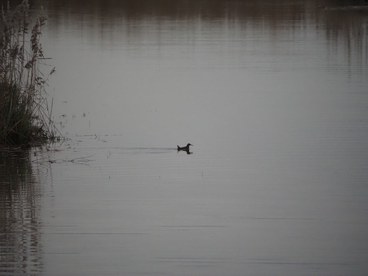 vannrikse - ML646542839