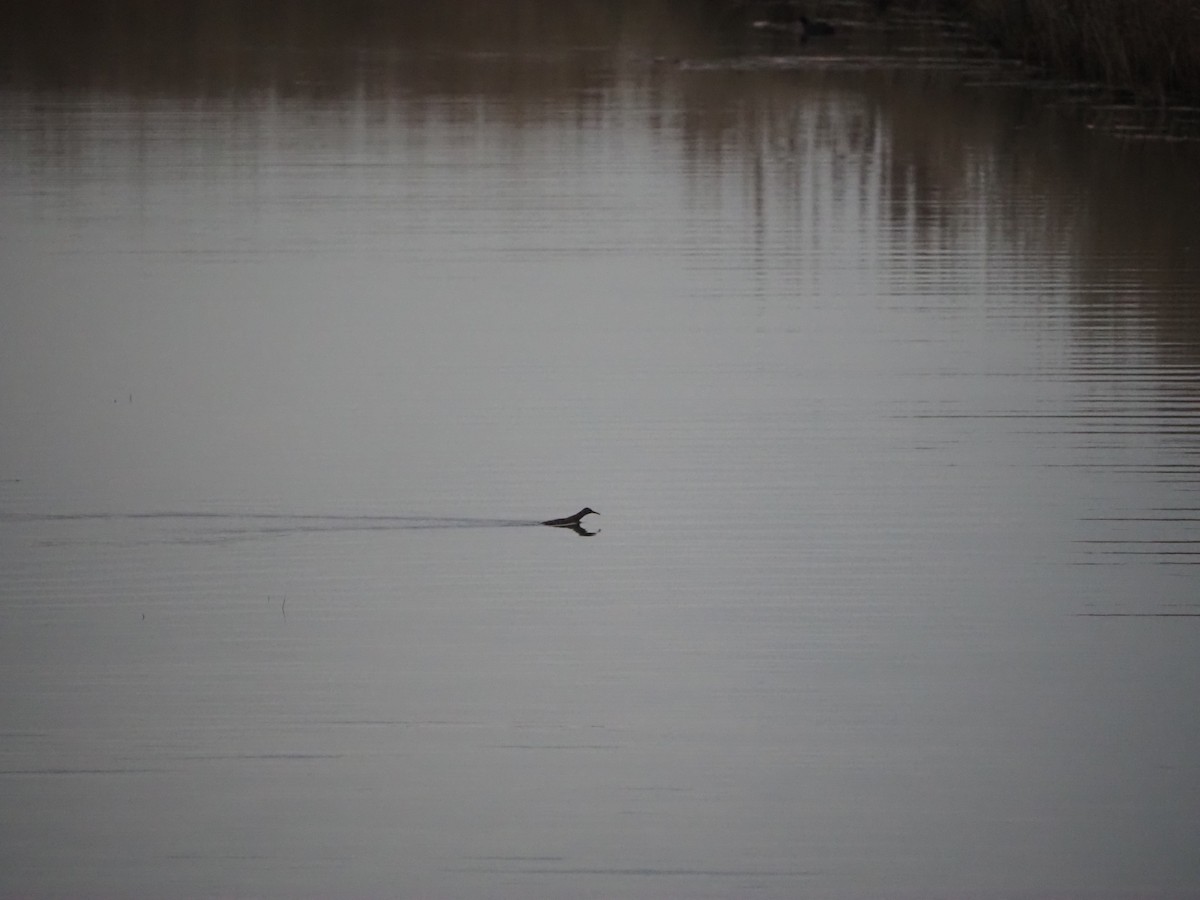 vannrikse - ML646542840