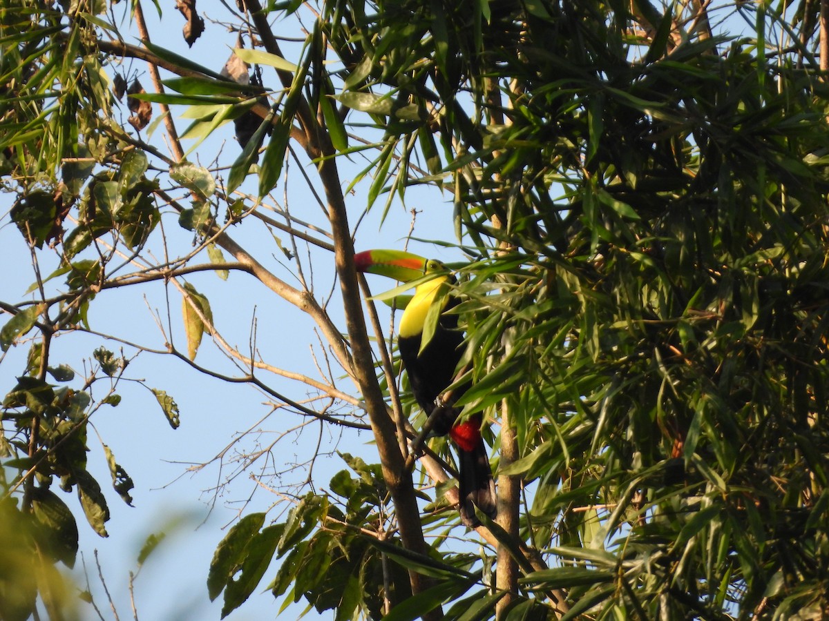 Keel-billed Toucan - ML646542841