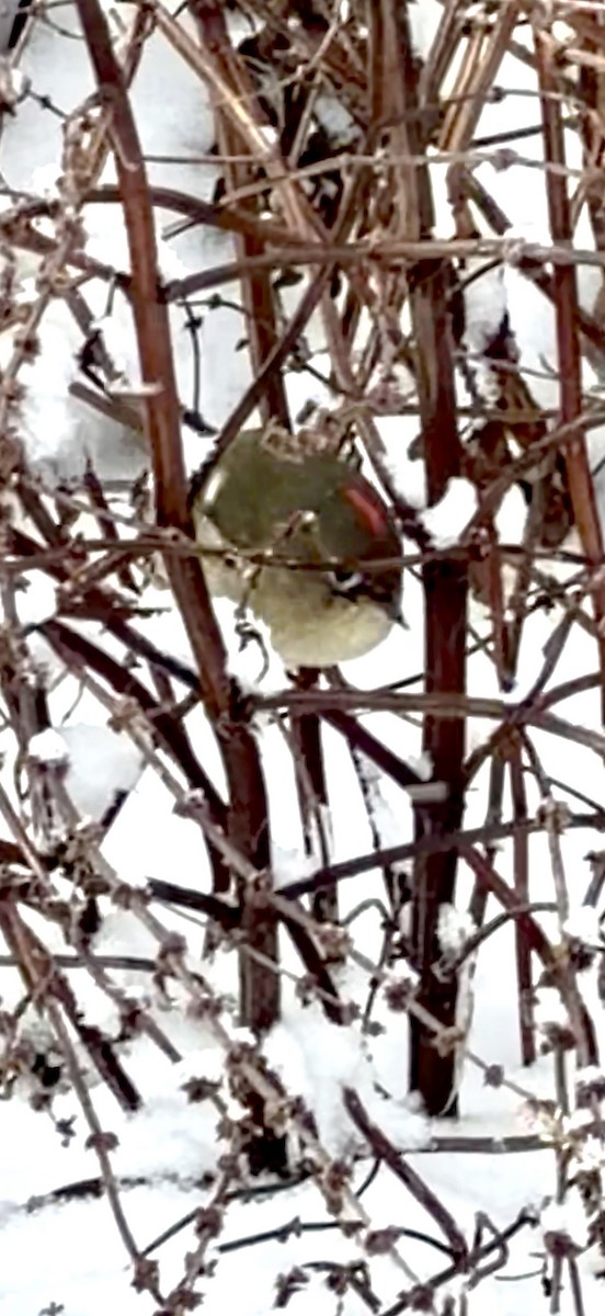 Ruby-crowned Kinglet - ML646542842