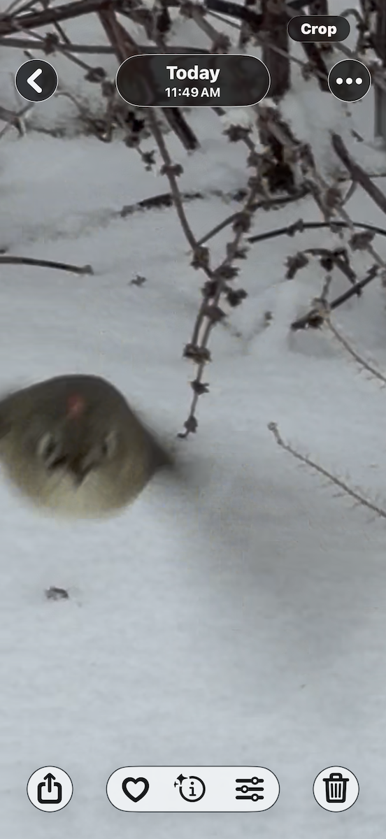 Ruby-crowned Kinglet - ML646542843