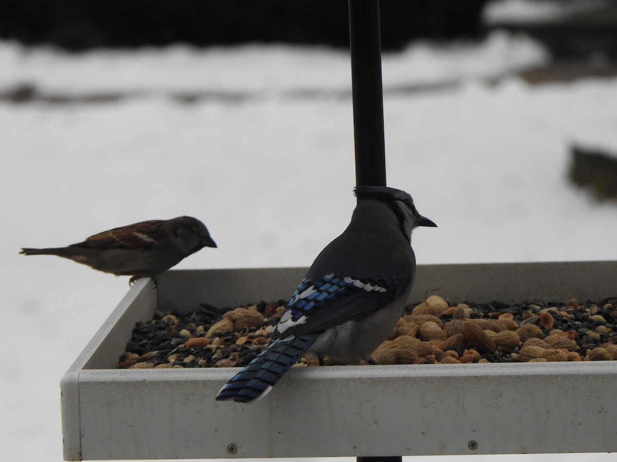 blåskrike - ML646542846