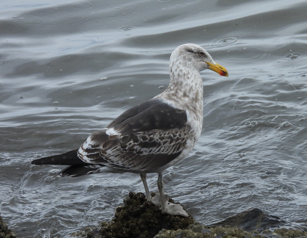 taremåke - ML646542847