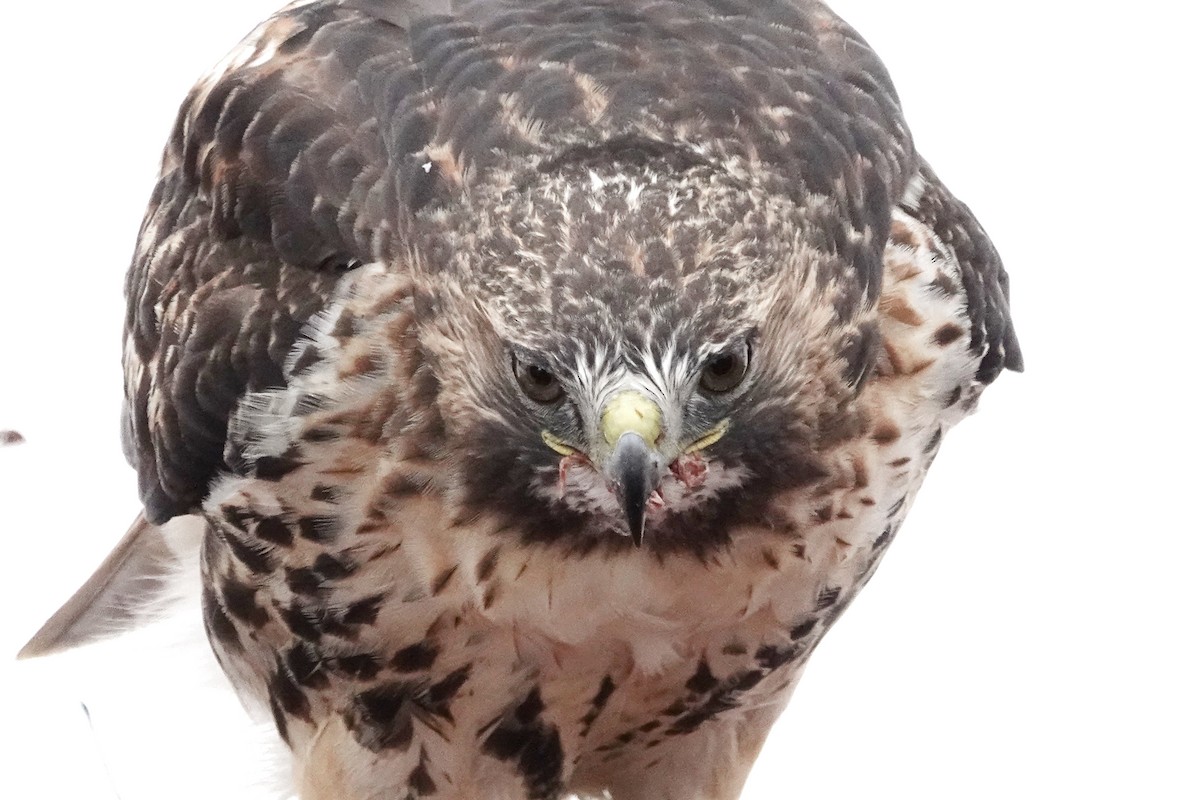 rødstjertvåk - ML646542850