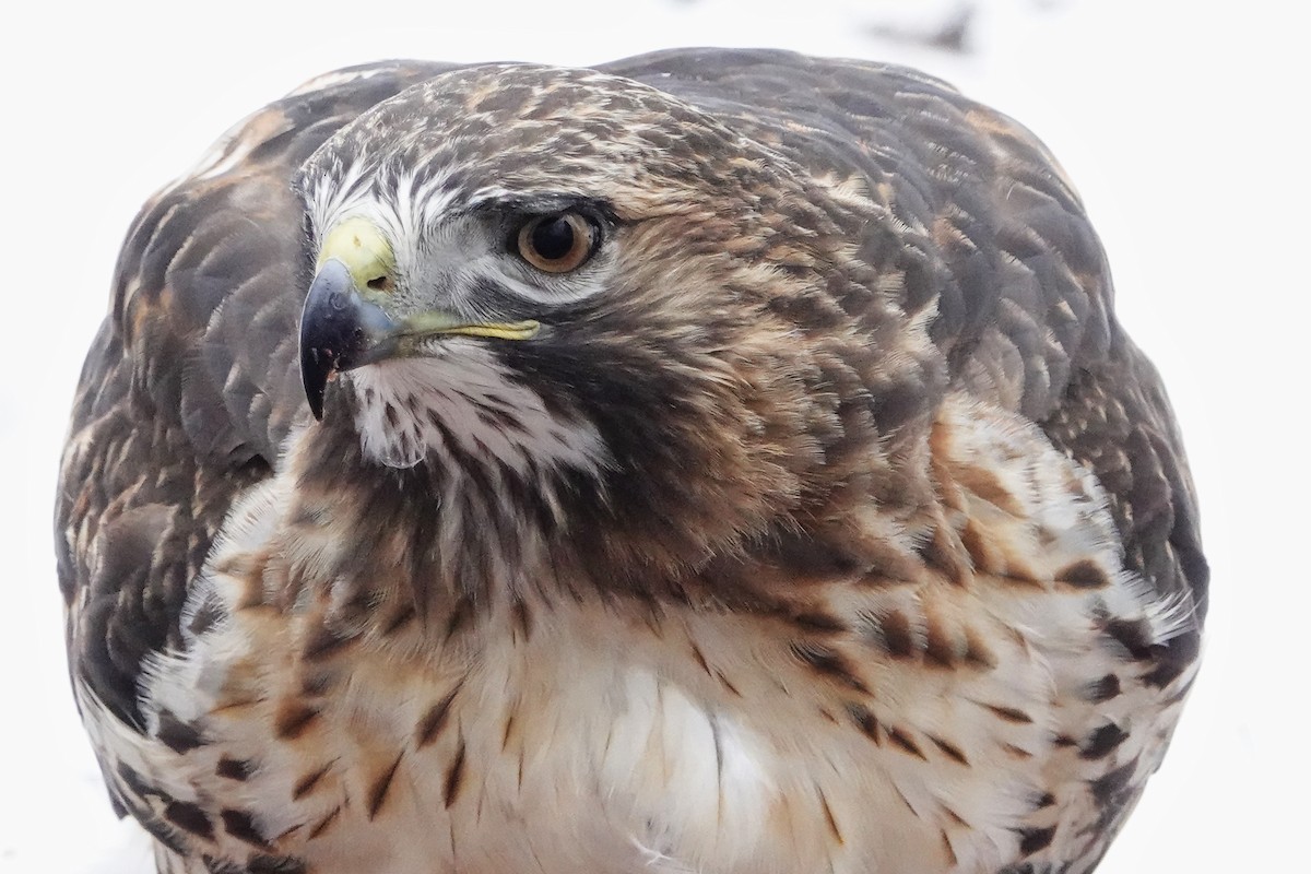 rødstjertvåk - ML646542851