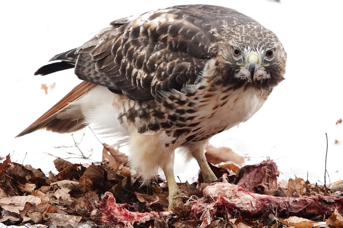 rødstjertvåk - ML646542853