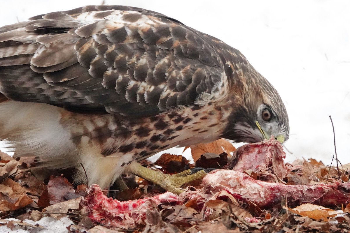 rødstjertvåk - ML646542856